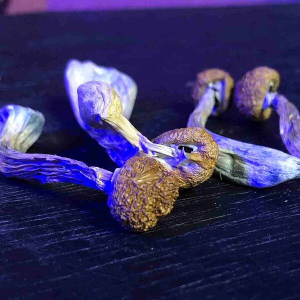 PROMOÇÃO Compre 8g leve 10g | Cogumelos mágicos | P. Camboja Desidratado - Image 2