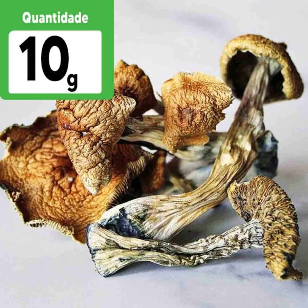 RATEIO 10g  a VÁCUO - P. Cubensis Desidratados  | Cogumelos mágicos