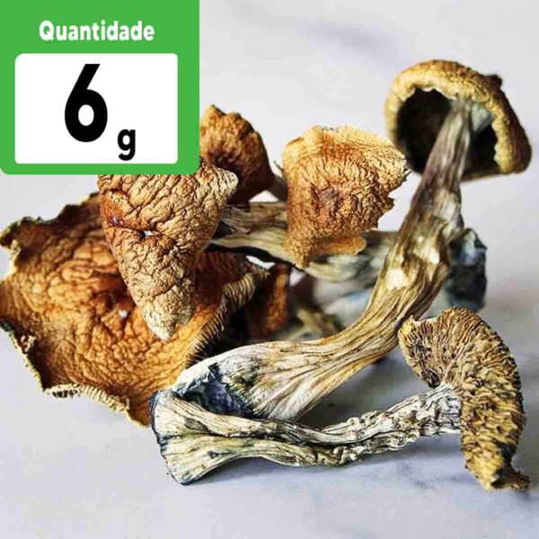 RATEIO 6g a VÁCUO - P. Cubensis Desidratados   | Cogumelos mágicos