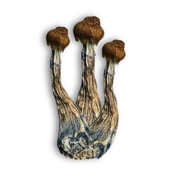Compre 6g leve 8g  a VÁCUO |  P. Azurenscens | Cogumelos mágicos - Image 3