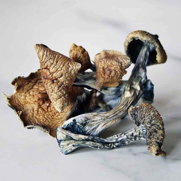 RATEIO  8g a VÁCUO - P. Cubensis Desidratados | Cogumelos mágicos - Image 3