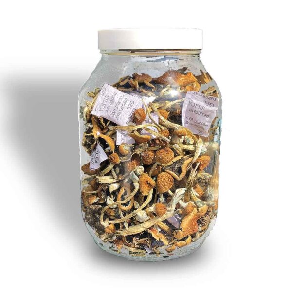 Compre 6g leve 8g  a VÁCUO |  P. Azurenscens | Cogumelos mágicos - Image 4
