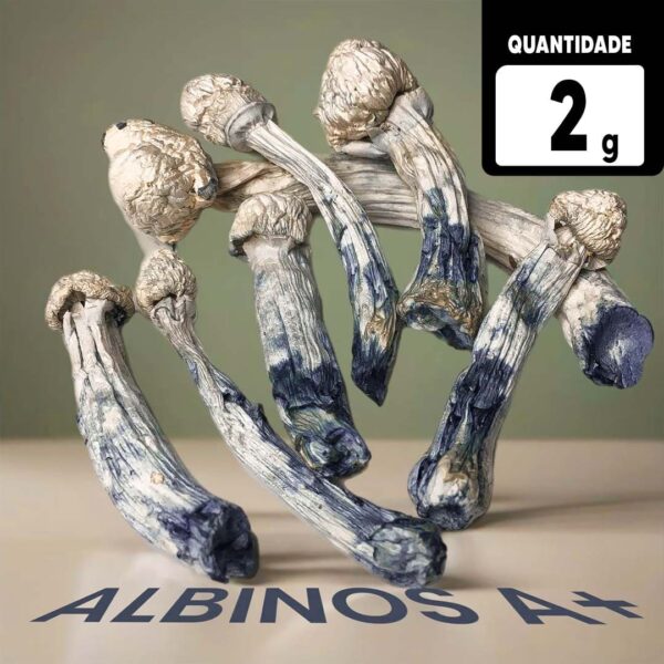 ALBINOS A+ COMRPE 2g LEVE 4g Desidratados  À VÁCUO  | Comprar Cogumelos mágicos