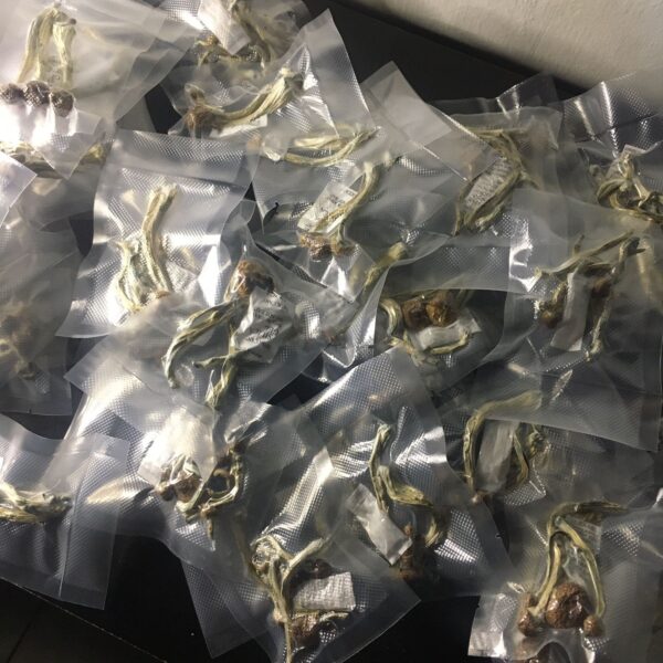 Compre 6g leve 8g  a VÁCUO |  P. Azurenscens | Cogumelos mágicos - Image 8