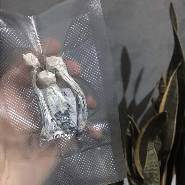 ALBINOS A+ COMPRE 10g LEVE 12g Desidratados  À VÁCUO  | Comprar Cogumelos mágicos - Image 5