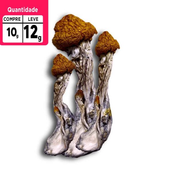 PROMOÇÃO Compre 10g leve 12g a VÁCUO | Cogumelos mágicos | P. Camboja Desidratado