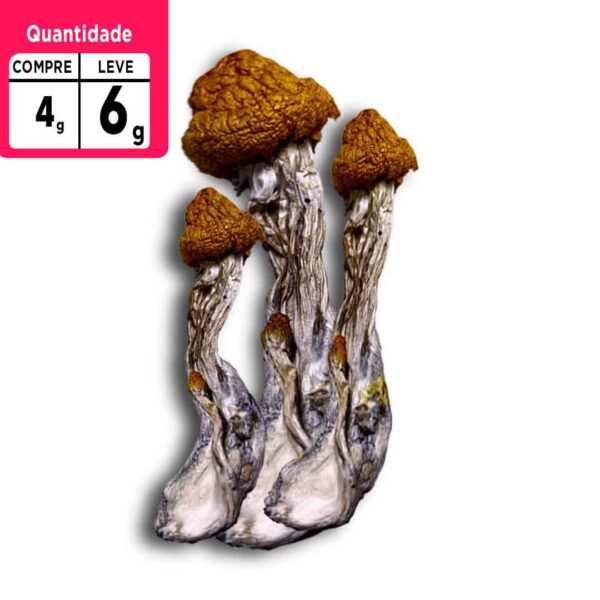 Compre 4g leve 6g a VÁCUO | Cogumelos mágicos | P. Camboja Desidratado