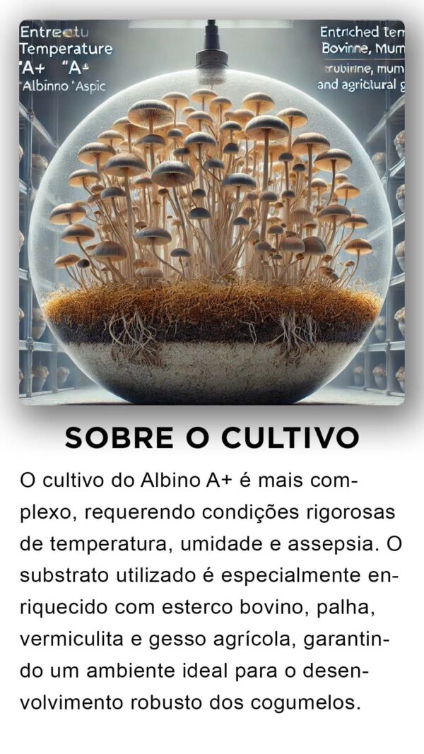 ALBINOS A+ COMPRE 10g LEVE 12g Desidratados  À VÁCUO  | Comprar Cogumelos mágicos - Image 3