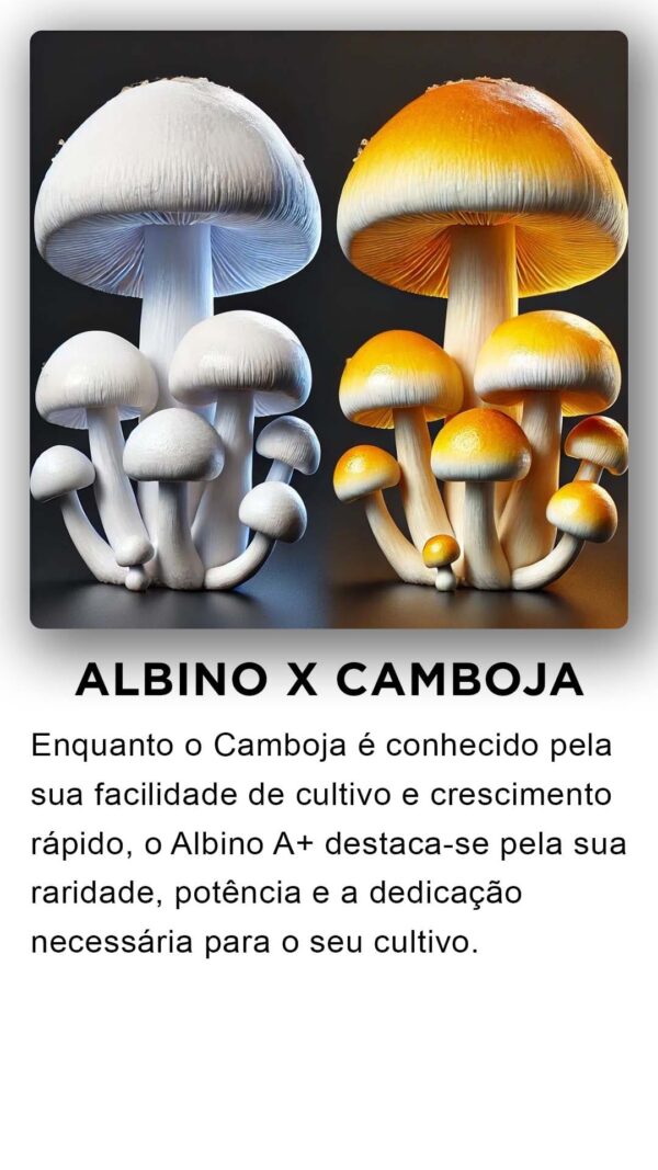 ALBINOS A+ COMPRE 10g LEVE 12g Desidratados  À VÁCUO  | Comprar Cogumelos mágicos - Image 4