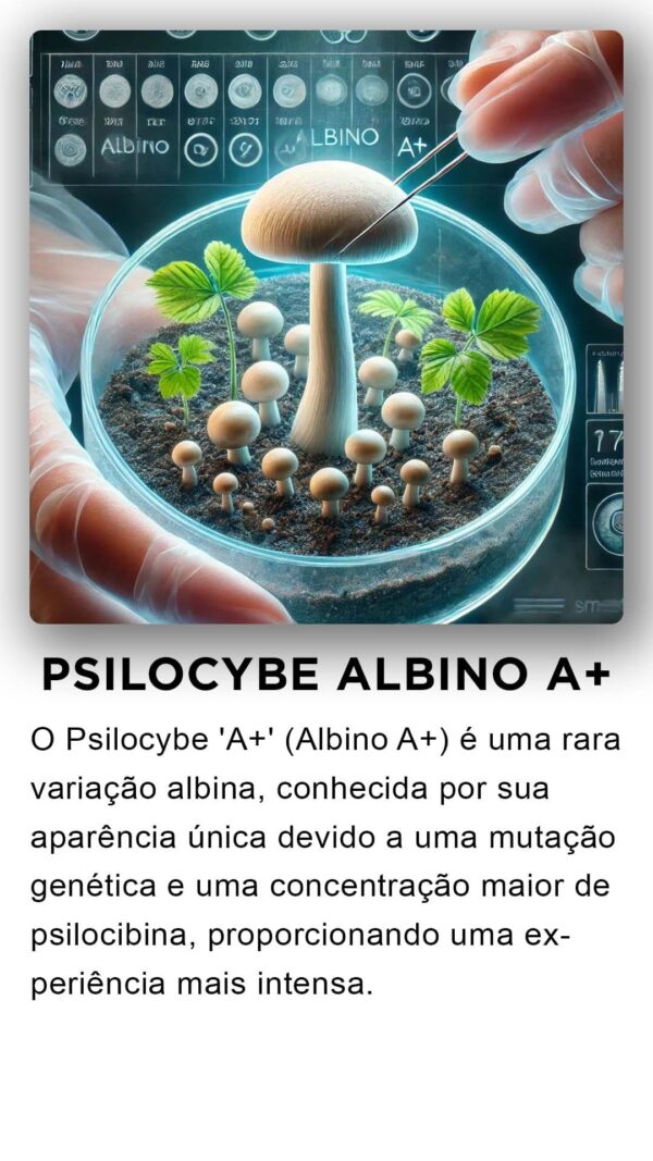 ALBINOS A+ COMPRE 10g LEVE 12g Desidratados  À VÁCUO  | Comprar Cogumelos mágicos - Image 2
