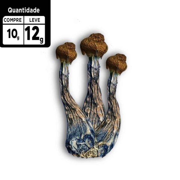 Compre 10g leve 12g  a VÁCUO |  P. Azurenscens | Cogumelos mágicos