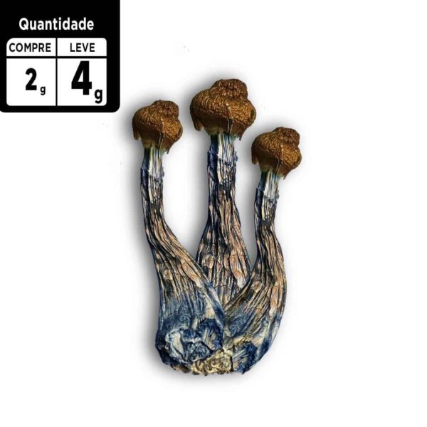 Compre 2g leve 4g  a VÁCUO |  P. Azurenscens | Cogumelos mágicos