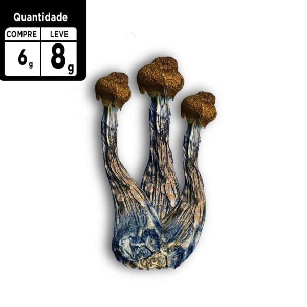 Compre 6g leve 8g  a VÁCUO |  P. Azurenscens | Cogumelos mágicos