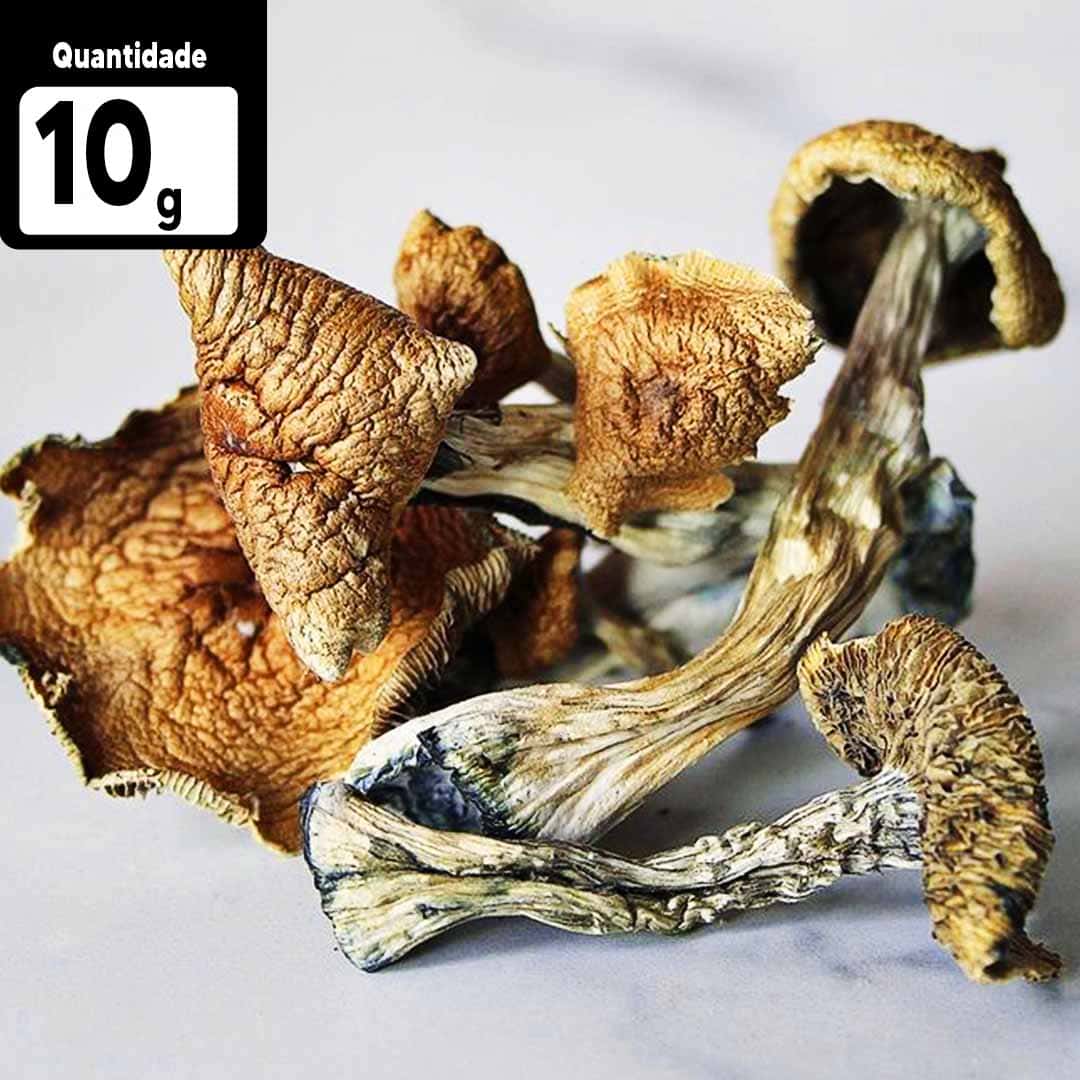 10g Psilocybe cubensis | Comprar Cogumelo mágico SP