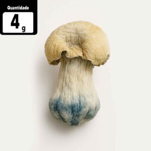 4g Albino Penis Envy | Comprar Cogumelo mágico SP