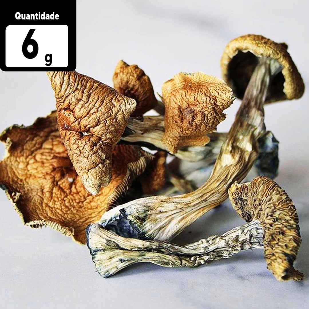 6g Psilocybe cubensis | Comprar Cogumelo mágico SP