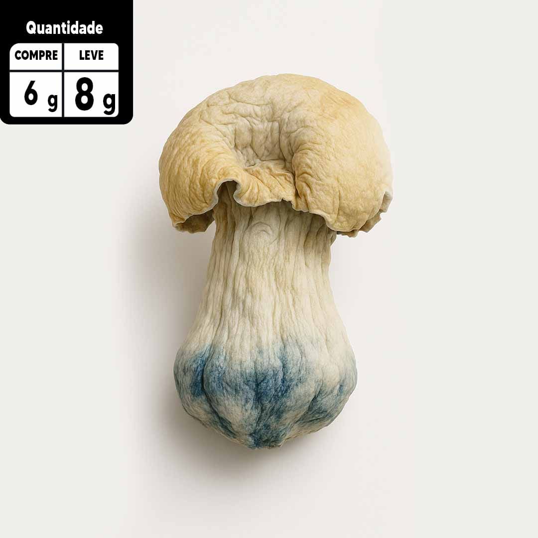 Compre 6g leve 8g | Albino Penis Envy | Comprar Cogumelo mágico SP