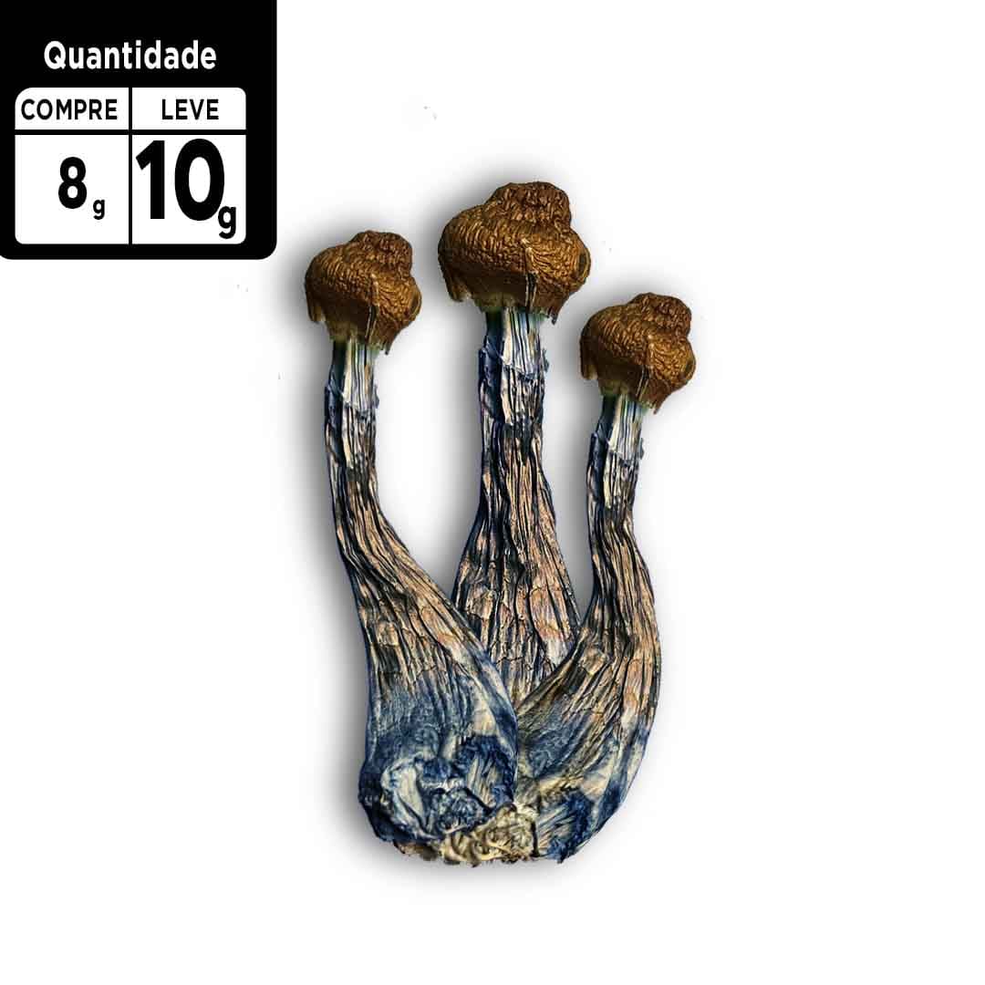Compre 8g leve 10g | Psilocybe Azurencens | Comprar Cogumelo mágico SP | 2g de brinde