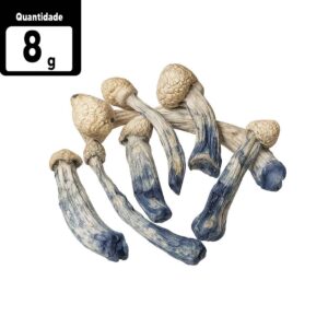 8g TAT - True Albino Teacher | Comprar Cogumelo mágico SP